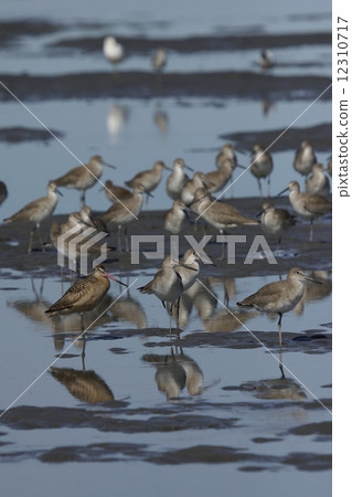 Flat bird 12310717