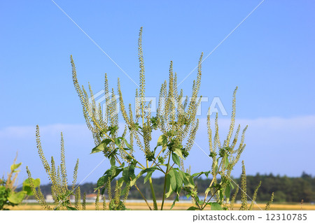 Rhododendron Rhododendron 12310785