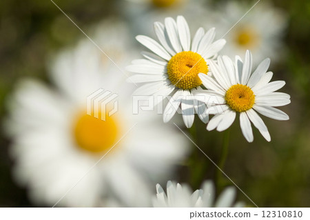 瑪格麗特 瑪格麗特 12310810