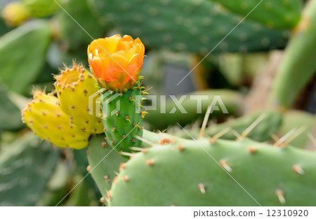 Closeup shot with orange prickly pear flower. 12310920