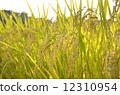 Rice 12310954