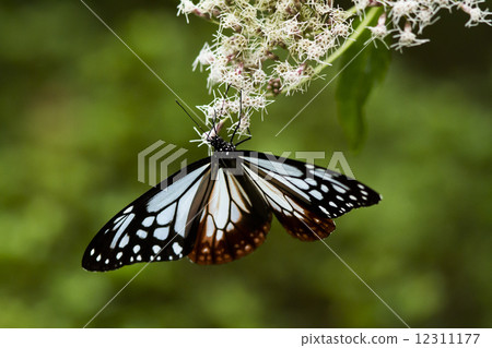 Asagi madara 12311177