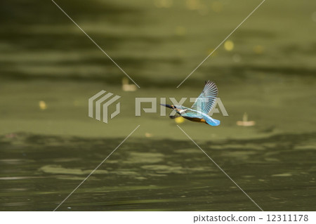 Flight of kingfisher 12311178
