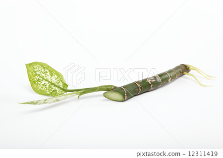 branch plants are isolated on a white background. branch plants are isolated on a white background. 12311419