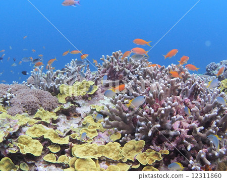 Ran festival of tropical fish Ran festival of tropical fish 12311860