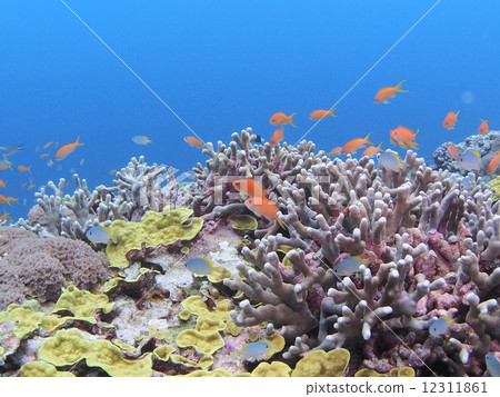 Ran festival of tropical fish Ran festival of tropical fish 12311861