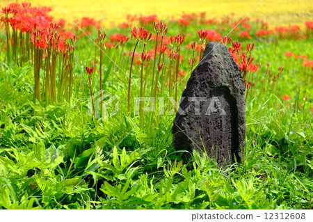 Horse headphones 12312608