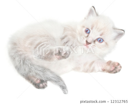 Kitten 12312765