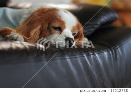 騎士·查爾斯王·西班牙獵犬 12312788