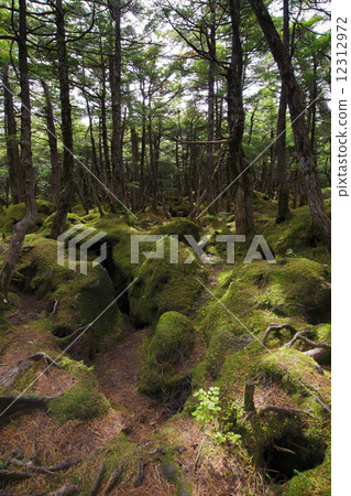 Mossy forest 12312972