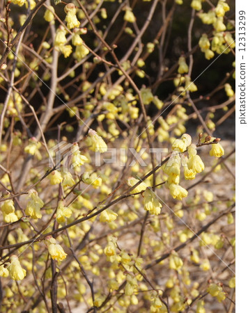 Hyuga mizuki召喚春天：Hinata Mizuki 12313299