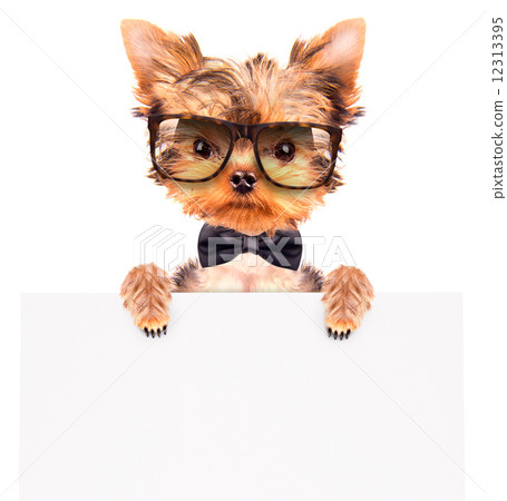dog wearing a neck bow and shades with banner 12313395