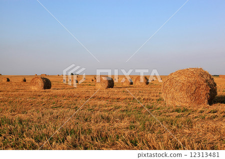 Field with rolls of hay in a beautiful sunset. 12313481