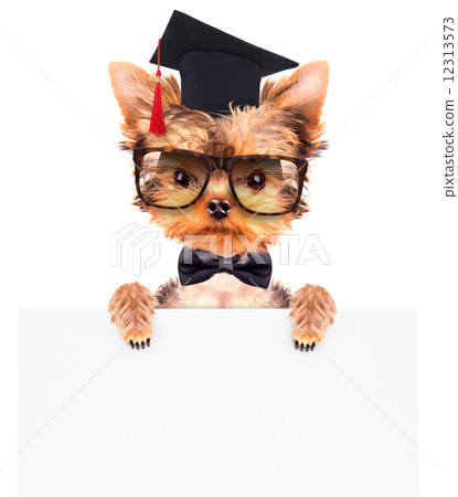 graduated dog with banner 12313573