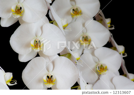 Phalaenopsis orchid  12313607