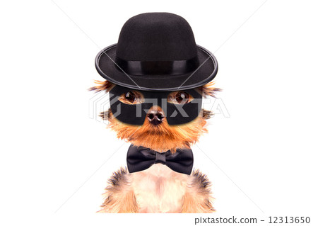 super hero puppy dog super hero puppy dog 12313650