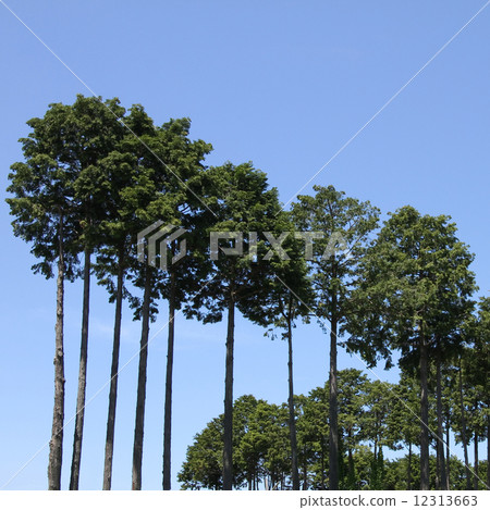 Cypress 12313663