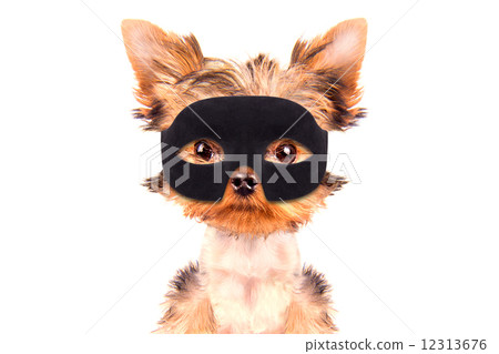 super hero puppy dog super hero puppy dog 12313676