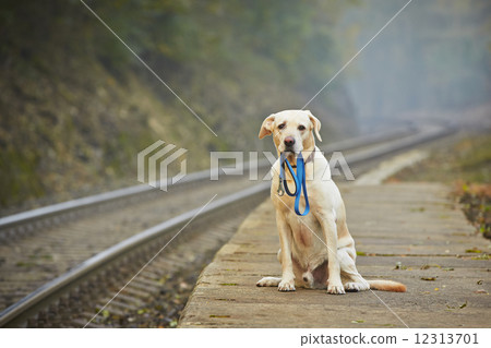 Dog on the railway platform 12313701