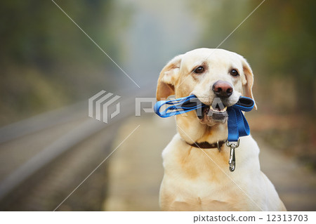 Dog on the railway platform Dog on the railway platform 12313703