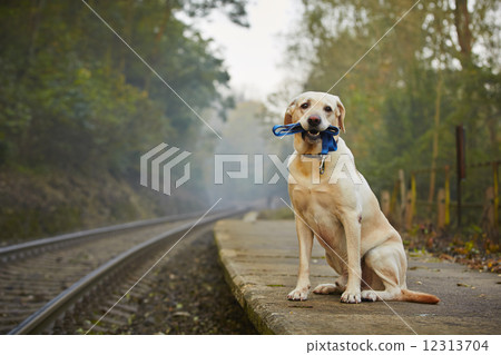 Dog on the railway platform 12313704
