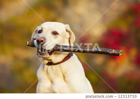Dog with stick 12313710