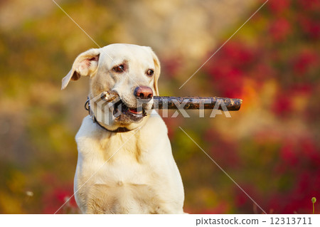 Dog with stick 12313711