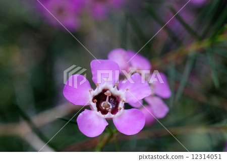 Wax Flower Wax Flower 12314051