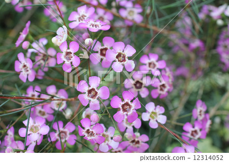 Wax Flower 12314052
