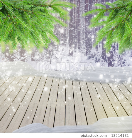 winter forest 12314181