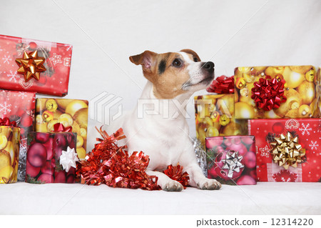 Christmas Jack Russell terrier with gifts Christmas Jack Russell terrier with gifts 12314220