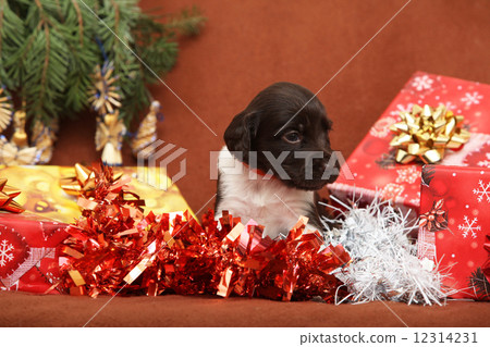 Beautiful christmas puppy 12314231