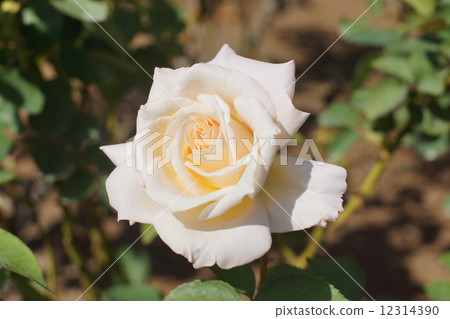 玫瑰 12314390