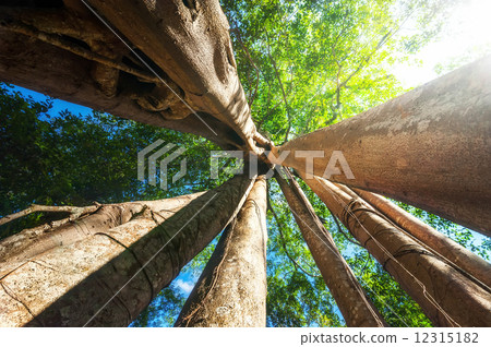 Sunny rainforest with giant banyan tropical tree. Cambodia 12315182