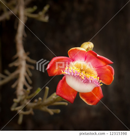 Beautiful tropical Cannon ball tree flower growing in rain fores 12315398