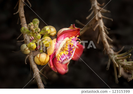 Beautiful tropical Cannon ball tree flower growing in rain fores 12315399