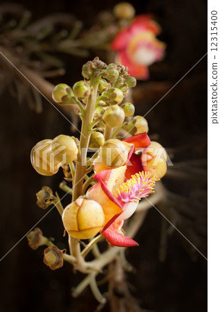 Beautiful tropical Cannon ball tree flower growing in rain fores 12315400