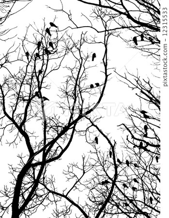Crows 12315533