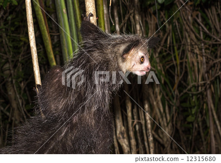 Aye-aye, nocturnal lemur of Madagascar 12315680