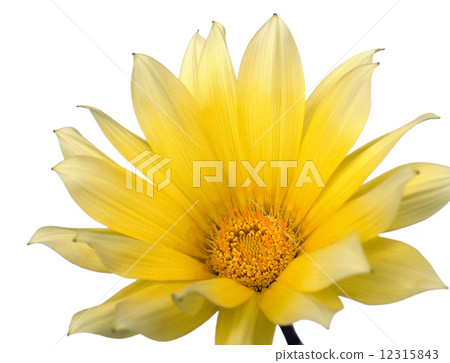 Yellow flower 12315843