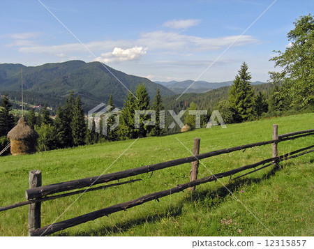 Summer meadow Summer meadow 12315857