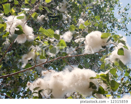 Poplar fuzz 12315859