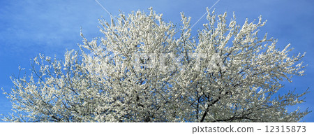 Blossoming tree 12315873