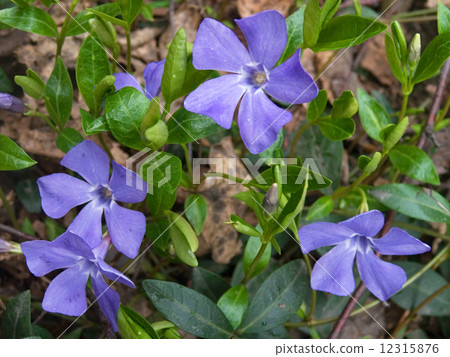 Periwinkle Periwinkle 12315876