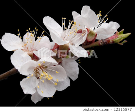 Blossoming apricot Blossoming apricot 12315877