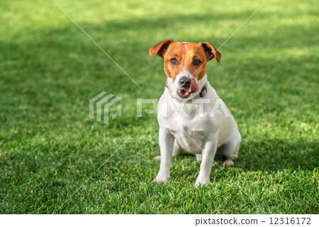 jack 12316172