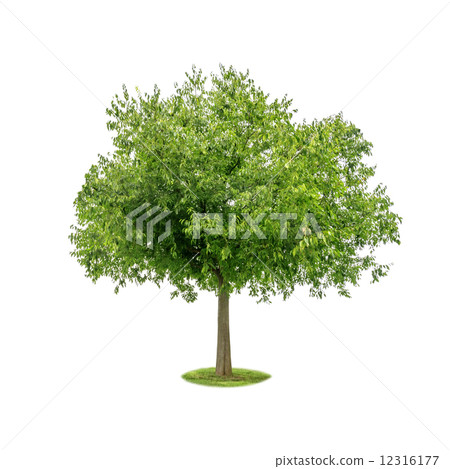 tree 12316177