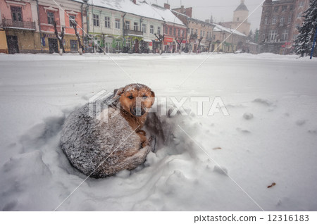 dog 12316183