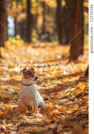 jack 12316184