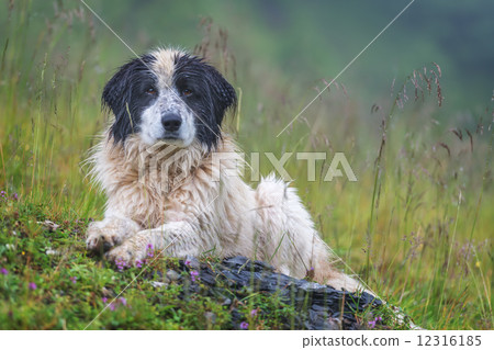 shepherd 12316185